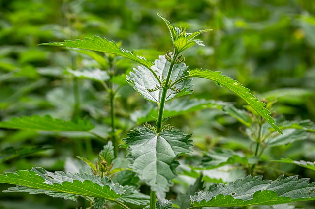 Van tuin tot keuken